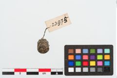Foto von Glasaugenperle (NHMW-PRAE-023975)